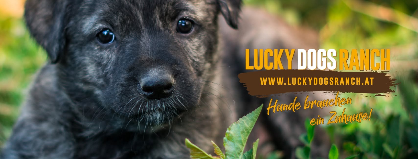 Lucky Dogs Ranch – Hunde brauchen ein Zuhause!